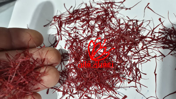 قیمت خرید زعفران از کشاورز