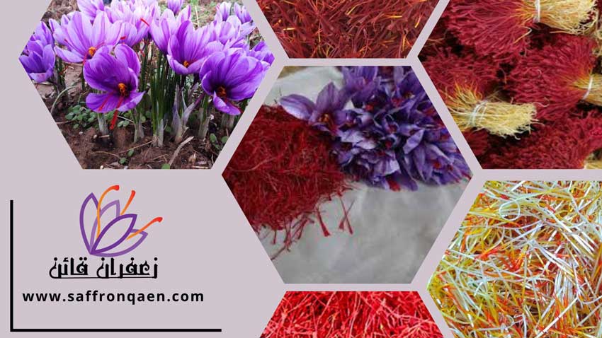 نحوه تولید زعفران سرگل صادراتی از گل زعفران